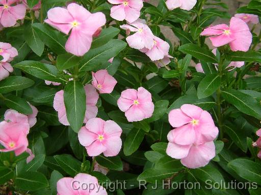 Vinca pink (Catharanthus) 